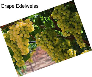 Grape Edelweiss