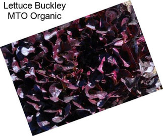 Lettuce Buckley MTO Organic