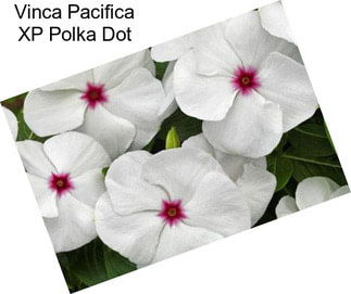 Vinca Pacifica XP Polka Dot