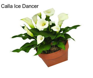 Calla Ice Dancer