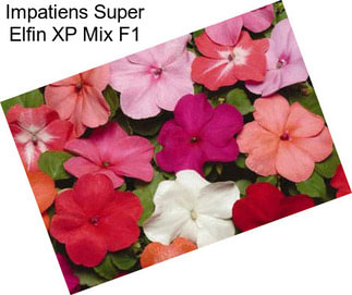 Impatiens Super Elfin XP Mix F1