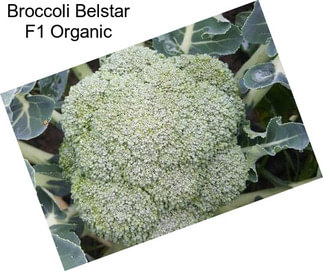 Broccoli Belstar F1 Organic