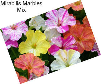 Mirabilis Marbles Mix