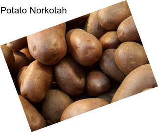 Potato Norkotah
