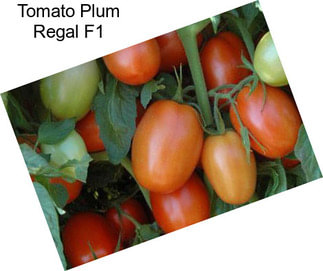 Tomato Plum Regal F1