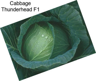 Cabbage Thunderhead F1