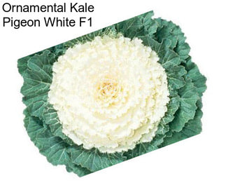 Ornamental Kale Pigeon White F1