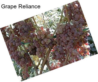 Grape Reliance