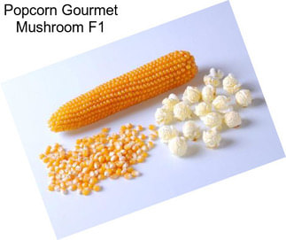 Popcorn Gourmet Mushroom F1