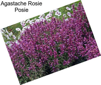 Agastache Rosie Posie