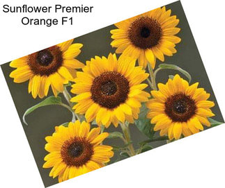 Sunflower Premier Orange F1