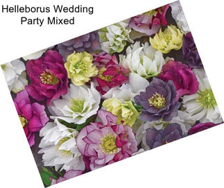 Helleborus Wedding Party Mixed