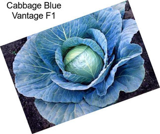 Cabbage Blue Vantage F1