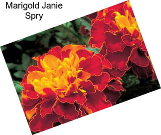 Marigold Janie Spry