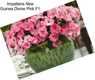 Impatiens New Guinea Divine Pink F1