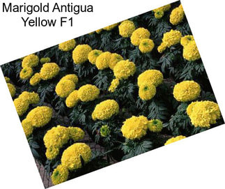 Marigold Antigua Yellow F1