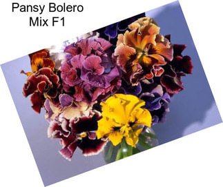 Pansy Bolero Mix F1