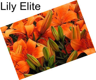 Lily Elite