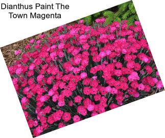 Dianthus Paint The Town Magenta