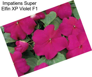 Impatiens Super Elfin XP Violet F1