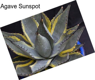 Agave Sunspot