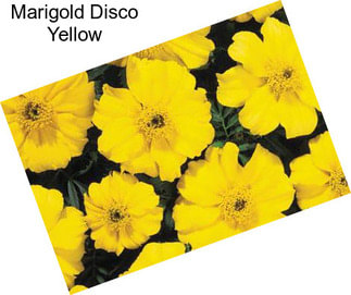 Marigold Disco Yellow