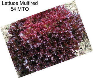 Lettuce Multired 54 MTO