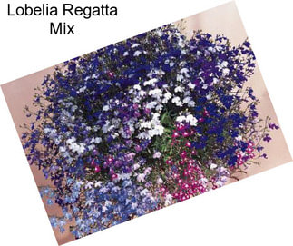 Lobelia Regatta Mix
