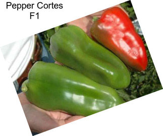 Pepper Cortes F1