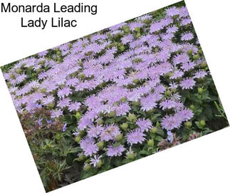 Monarda Leading Lady Lilac