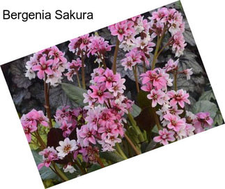 Bergenia Sakura