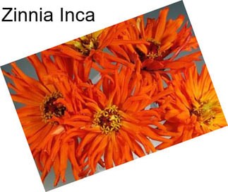 Zinnia Inca