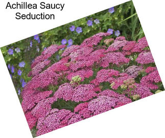 Achillea Saucy Seduction