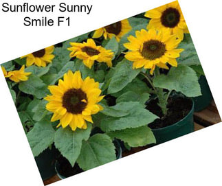 Sunflower Sunny Smile F1