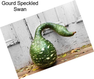 Gourd Speckled Swan