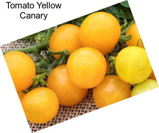 Tomato Yellow Canary