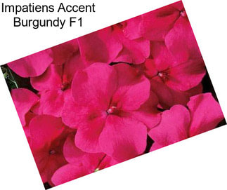 Impatiens Accent Burgundy F1