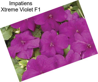 Impatiens Xtreme Violet F1