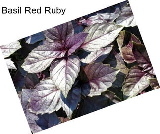 Basil Red Ruby