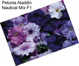 Petunia Aladdin Nautical Mix F1