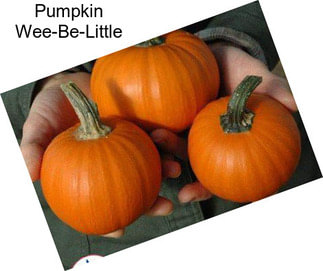 Pumpkin Wee-Be-Little