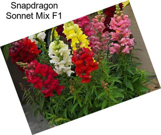 Snapdragon Sonnet Mix F1