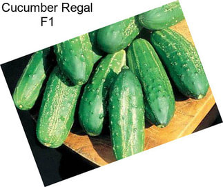 Cucumber Regal F1