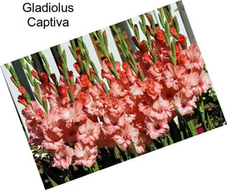 Gladiolus Captiva