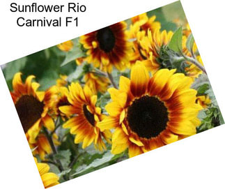 Sunflower Rio Carnival F1