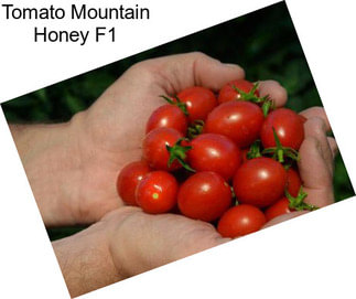 Tomato Mountain Honey F1