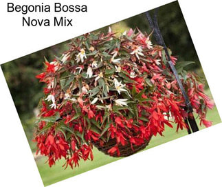 Begonia Bossa Nova Mix