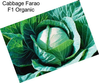 Cabbage Farao F1 Organic