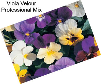 Viola Velour Professional Mix