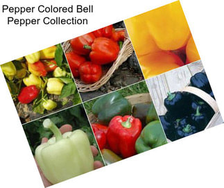 Pepper Colored Bell Pepper Collection